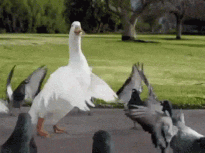 goosedan.gif