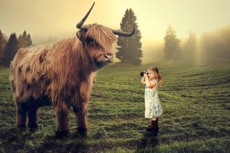 bull-3453687_960_720.jpg