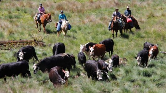 cattle drive.jpg