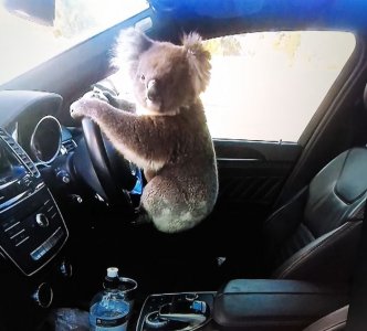 koala.jpg