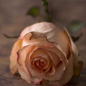 pink stuff rose.jpg
