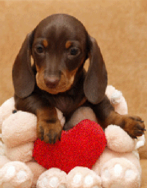 944820aa901ec51dcd1407c44383532e[1].gif