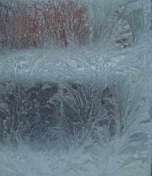 ice ferns2.jpg