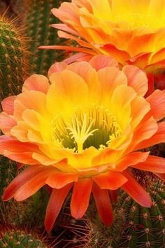 e4bdea2352217700355415092e2e06b8--cactus-plants-cactus-flower.jpg