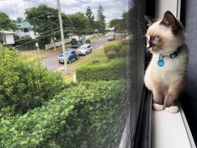cat.jpg