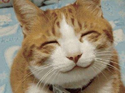 terribly-cute-pic-cat-attitude.jpg