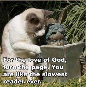 583905cad01956ec4e6328bd2b5d2e51--book-memes-funny-cat-funny-quotes.jpg