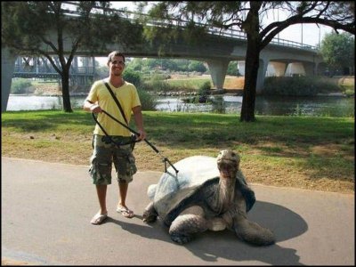 Funny-Idiot-Man-With-Giant-Turtle-Picture.jpg