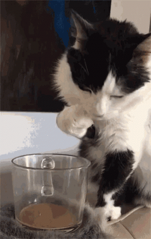 tenor (14).gif