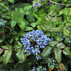 compact-oregon-grape-overview-600x600.jpg