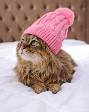 cat snow.jpg