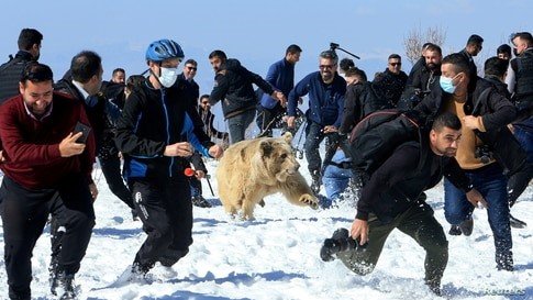 bear4.jpg