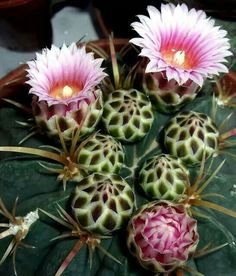 bb8cdf3192acffab0916a1779af7c9e9--succulent-gardening-succulent-plants.jpg