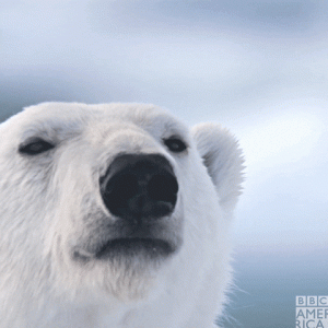 Polar2.gif