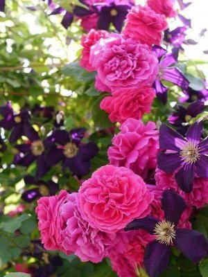 purp magenta stuff floral.jpg