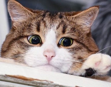 cat politics 2.jpg