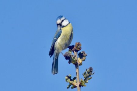 My blue tit.jpeg