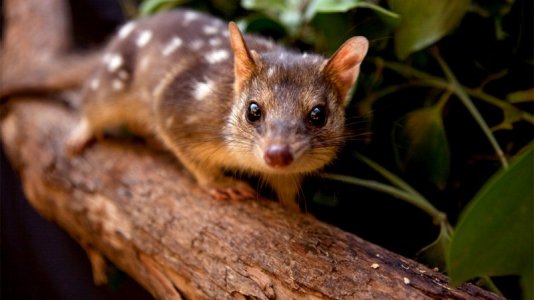 quoll_16x9.jpg
