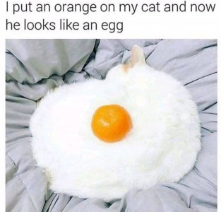 FB_IMG_16128117451916602.jpg