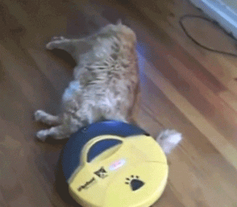 roomba-is-doing-a-great-job-of-cleaning-up-pet-hair-from-the-source.gif roomba-is-doing-a-great-job-of-cleaning-up-pet-hair-from-the-source.gif