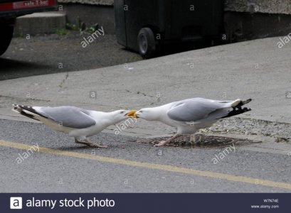 gulls.jpg