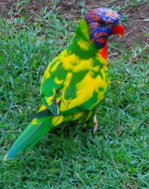 lorikeet.jpg