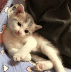 Tumblr_l_465314184565568.gif