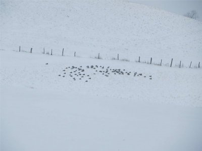 grounded geese.JPG grounded geese.JPG