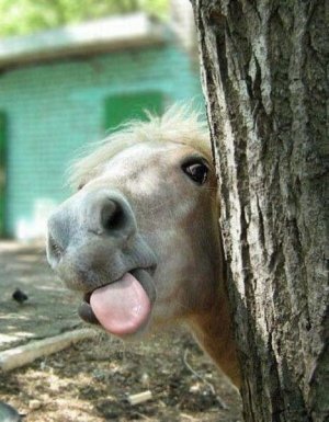 horse.jpg