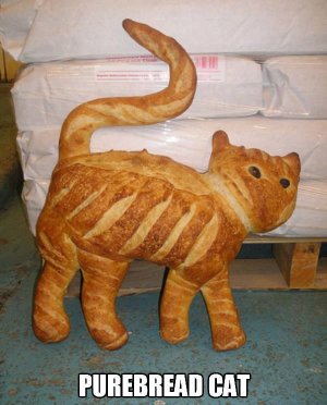 purebread cat.jpg