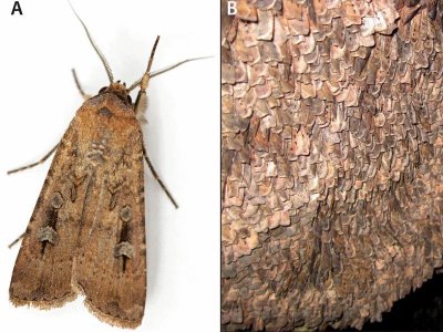 moths.jpg