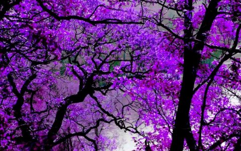 361877,xcitefun-purple-nature-9.jpg