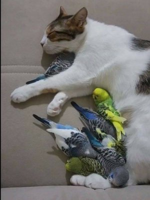 catbirds.jpg