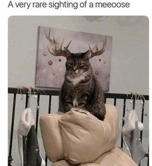 meouse.jpg