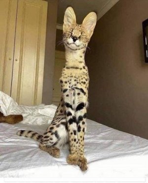 coolcat.jpg