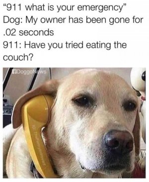 dogeatcouch.jpg