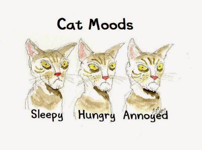 Cat Moods.jpg