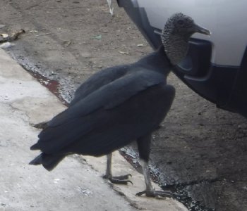 Black Vulture.jpg