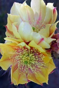 6d0ed9124e9dcde9f456debee77751ca--yellow-cactus-yellow-flowers.jpg