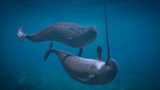 Narwhal.jpg Narwhal.jpg