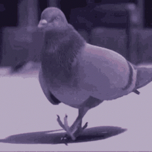 tenor (3).gif