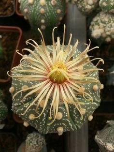 220793f7893261ba320c1ddaf77fefc0--california-garden-cactus-flower.jpg