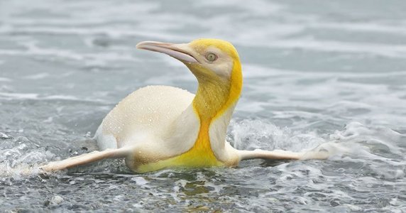 yellow penguin.jpg