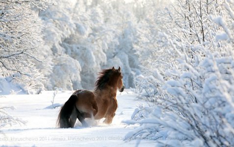 animals-in-winter-8.jpg