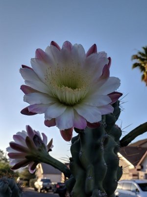 beautiful-monstrose-apple-cactus-in-bloom.jpg