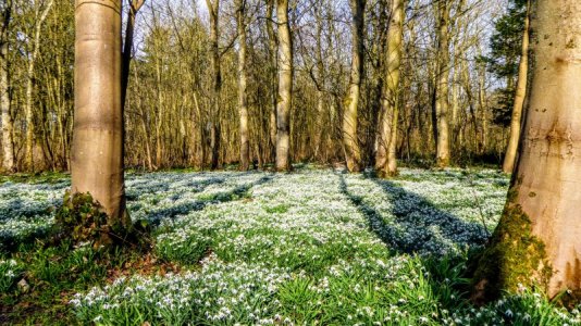 follow snowdrops 1.jpg