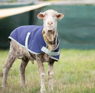 Baarack-Wild-sheep-in-Australia-freed-from-35-kilograms-of.jpg