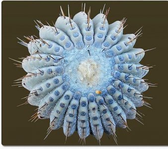 The-Beautiful-Blue-Cacti-Pilosocereus-sc.jpg