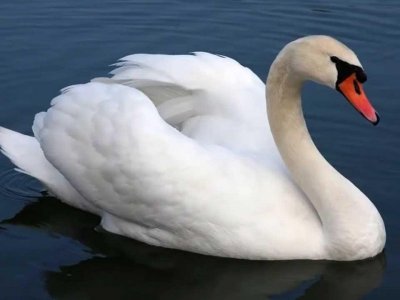 white swan stuff.jpg