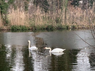 spring morn swans 4 sf.jpg